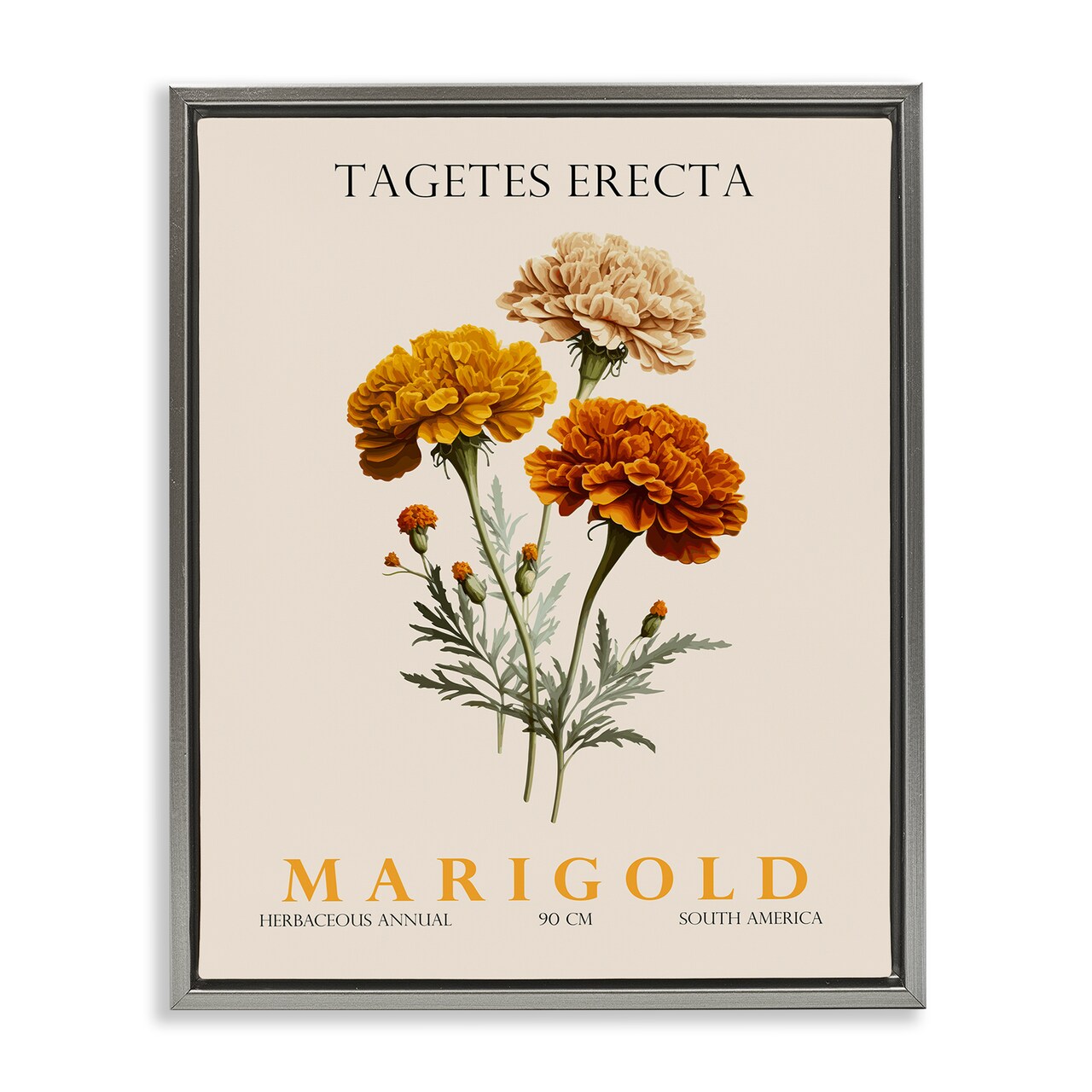Stupell Industries Natural Marigold Bundle Floating Frame, design by Christopher Giampietro